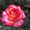 De Colores™ Rose Bush