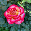 De Colores™ Rose Bush