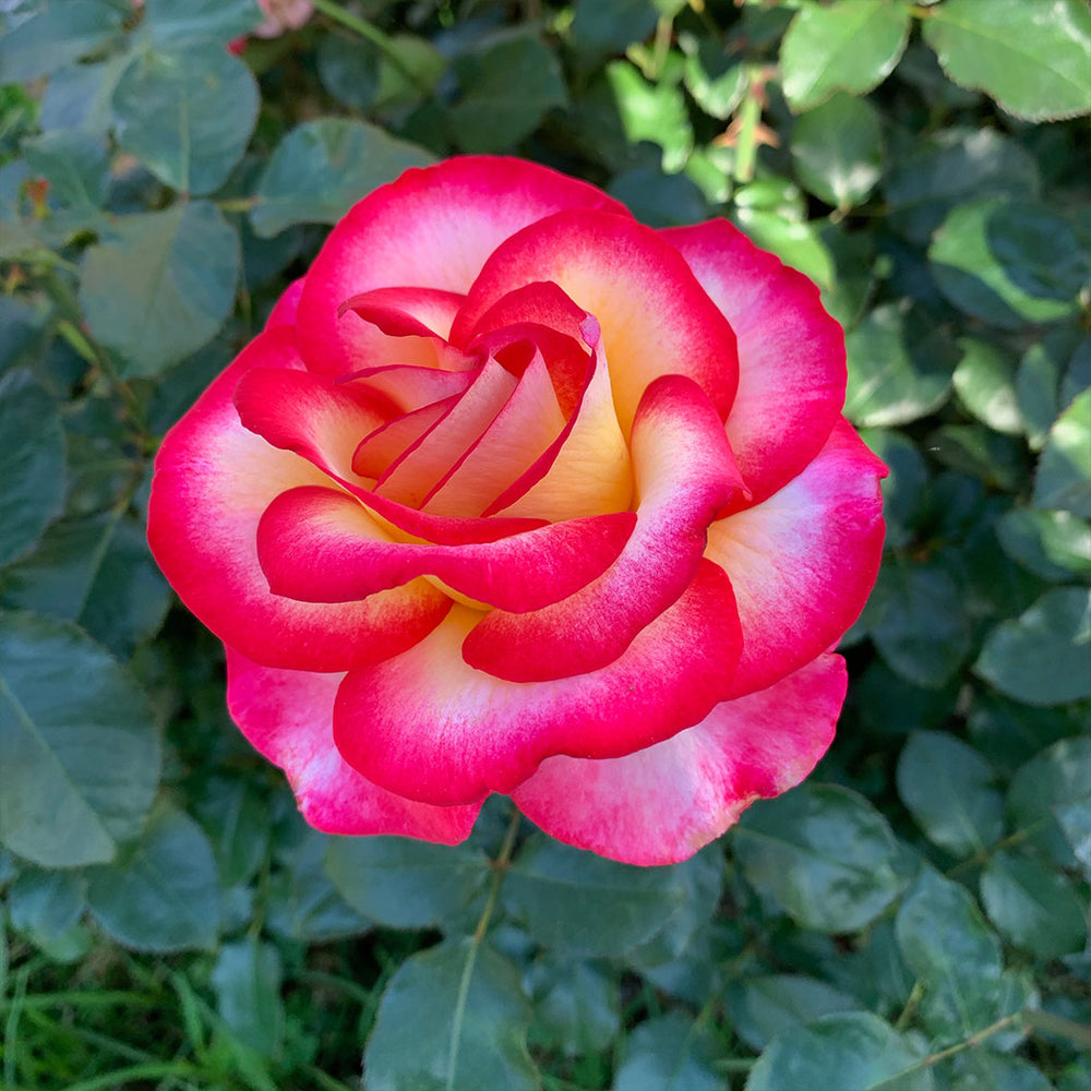 De Colores™ Rose Bush