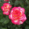 De Colores™ Rose Bush