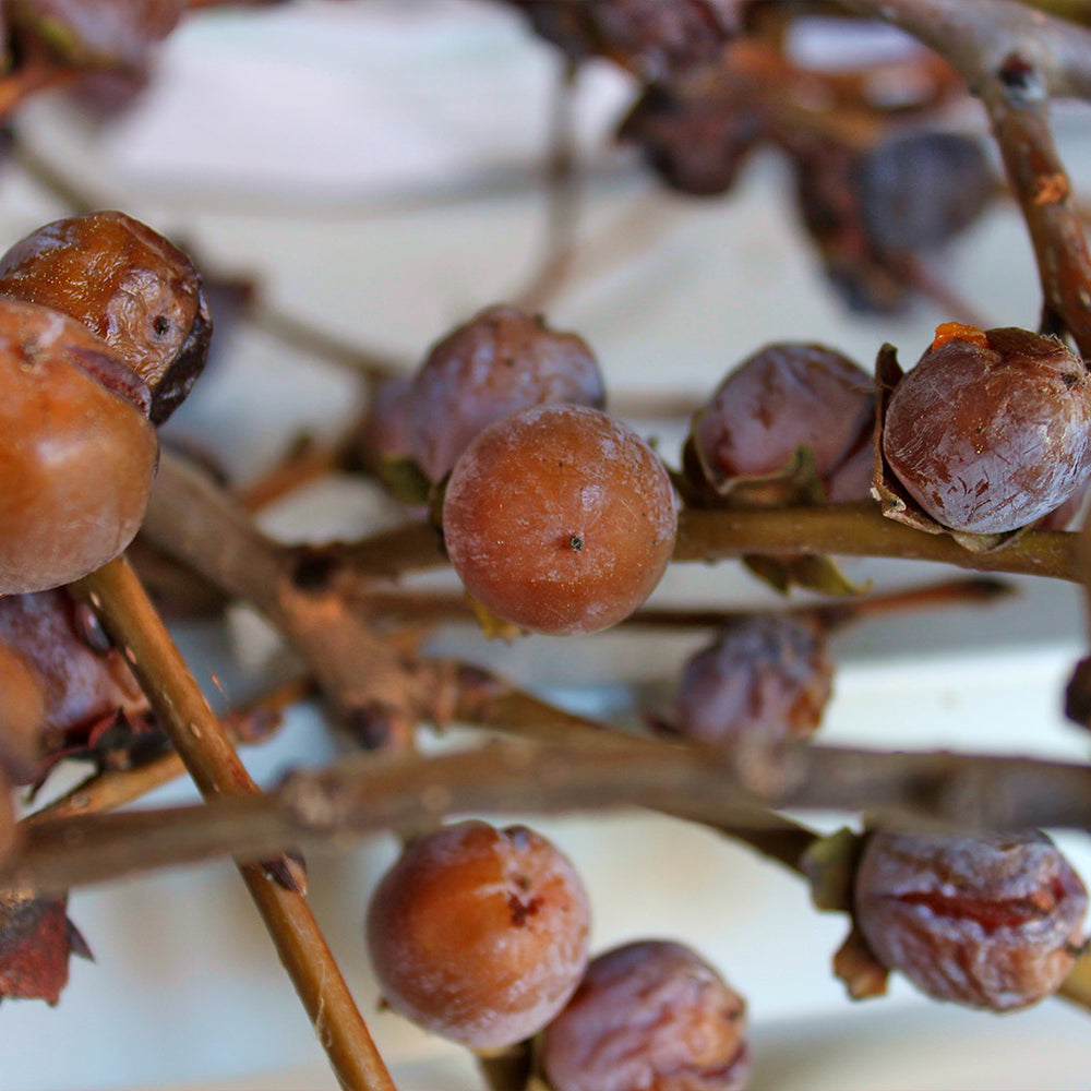 Deer Magnet™ Persimmon Tree