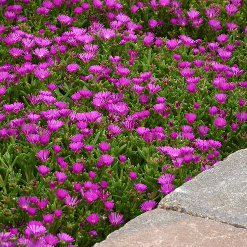 Ocean Sunset™ Violet Ice Plant