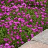Ocean Sunset™ Violet Ice Plant