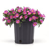 Ocean Sunset™ Violet Ice Plant