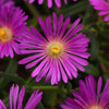 Ocean Sunset™ Violet Ice Plant