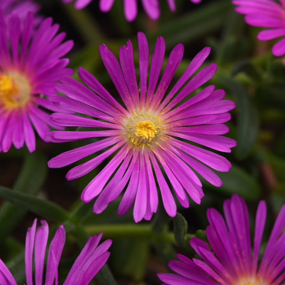 Ocean Sunset™ Violet Ice Plant