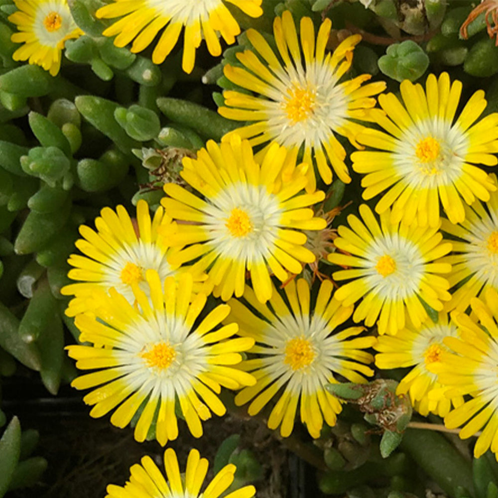 Jewel of Desert Peridot Ice Plant