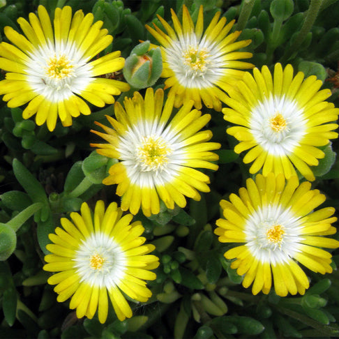 Jewel of Desert Peridot Ice Plant