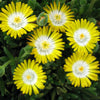 Jewel of Desert Peridot Ice Plant