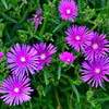 Delosperma Flashmob™ Electric Slide Ice Plant
