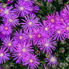 Delosperma Flashmob™ Electric Slide Ice Plant