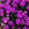 Delosperma Flashmob™ Electric Slide Ice Plant