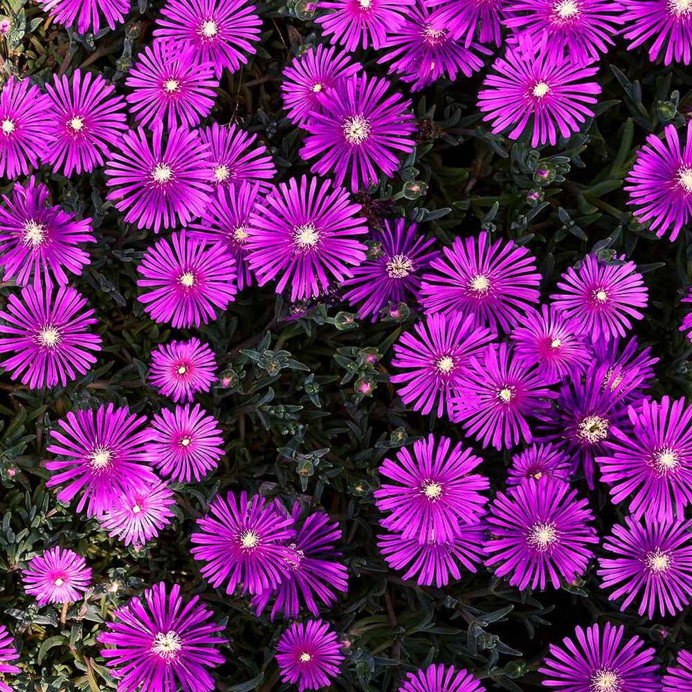 Delosperma Flashmob™ Electric Slide Ice Plant