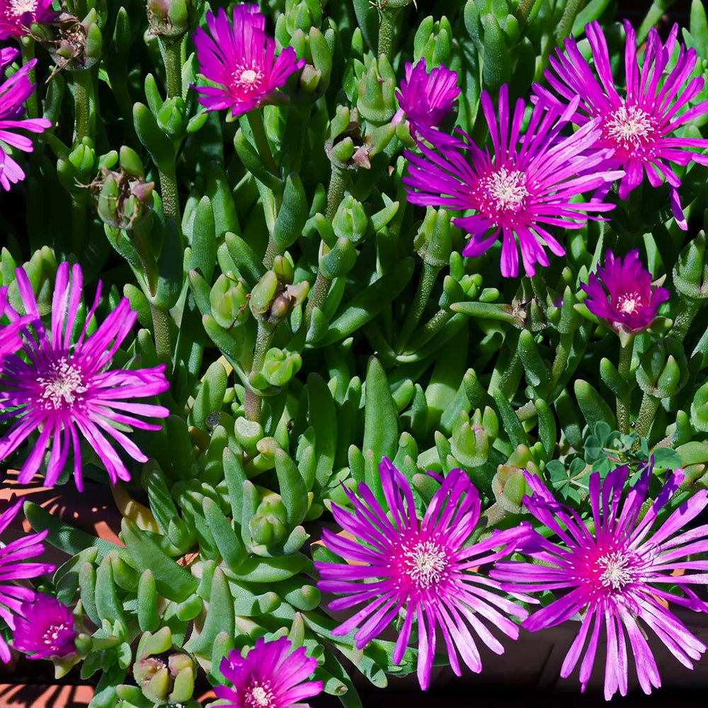 Delosperma Flashmob™ Electric Slide Ice Plant