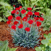 Fire Star Dianthus Plant