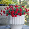 Fire Star Dianthus Plant