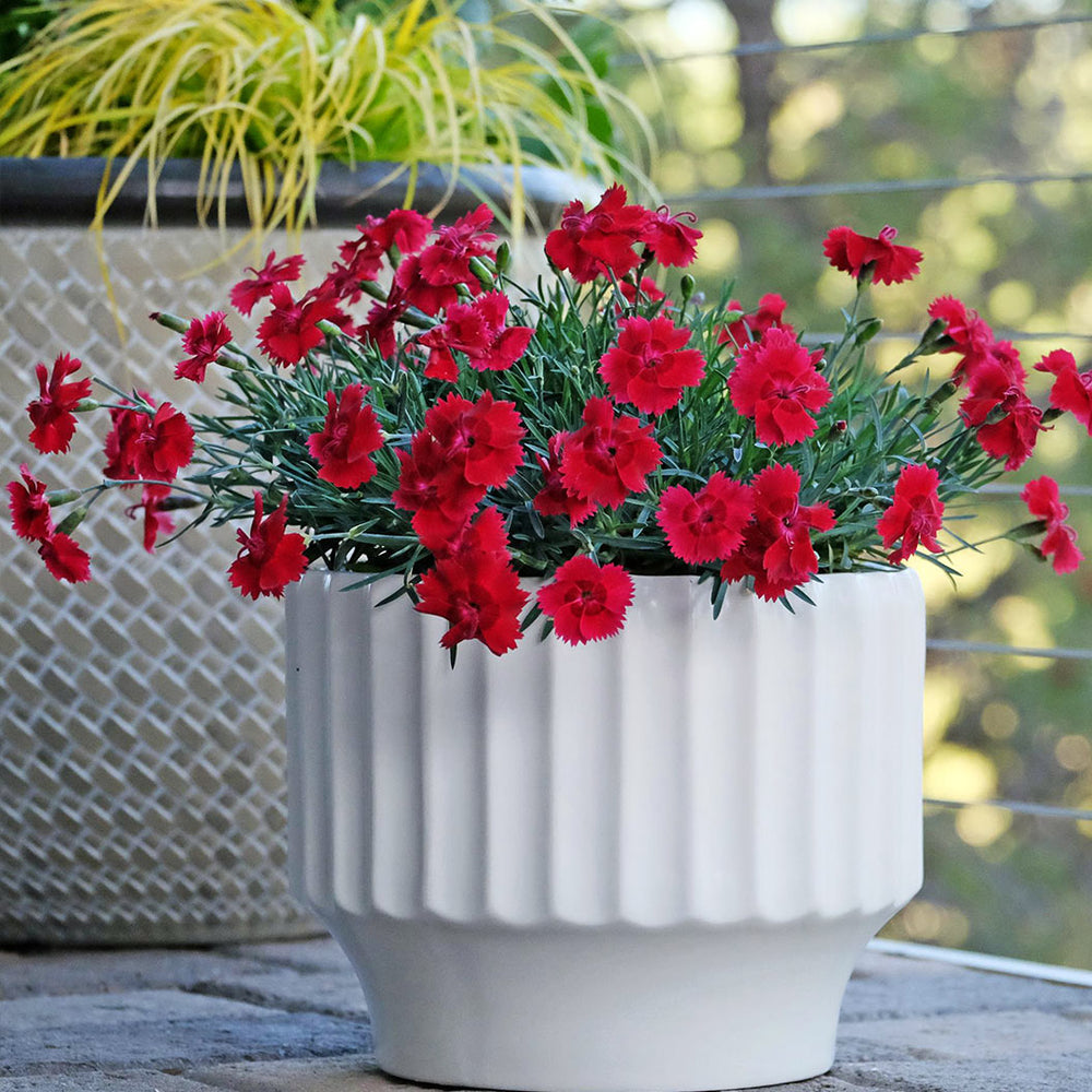 Fire Star Dianthus Plant