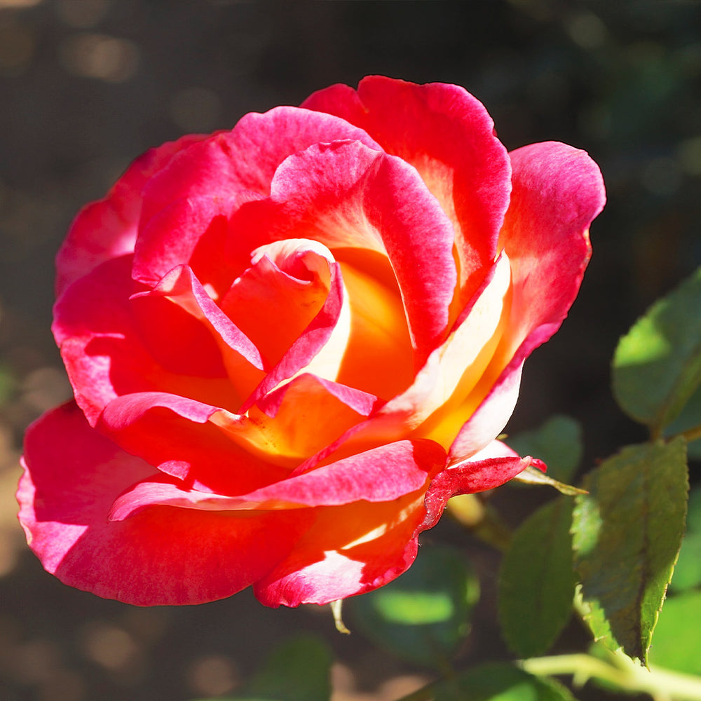 Dick Clark Rose Shrub