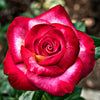 Dick Clark Rose Shrub