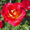 Dick Clark Rose Shrub