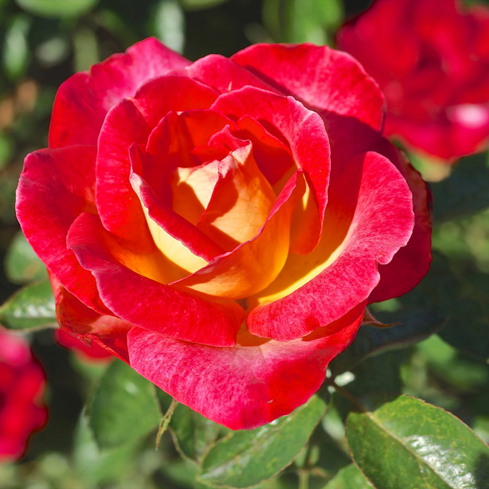 Dick Clark Rose Shrub