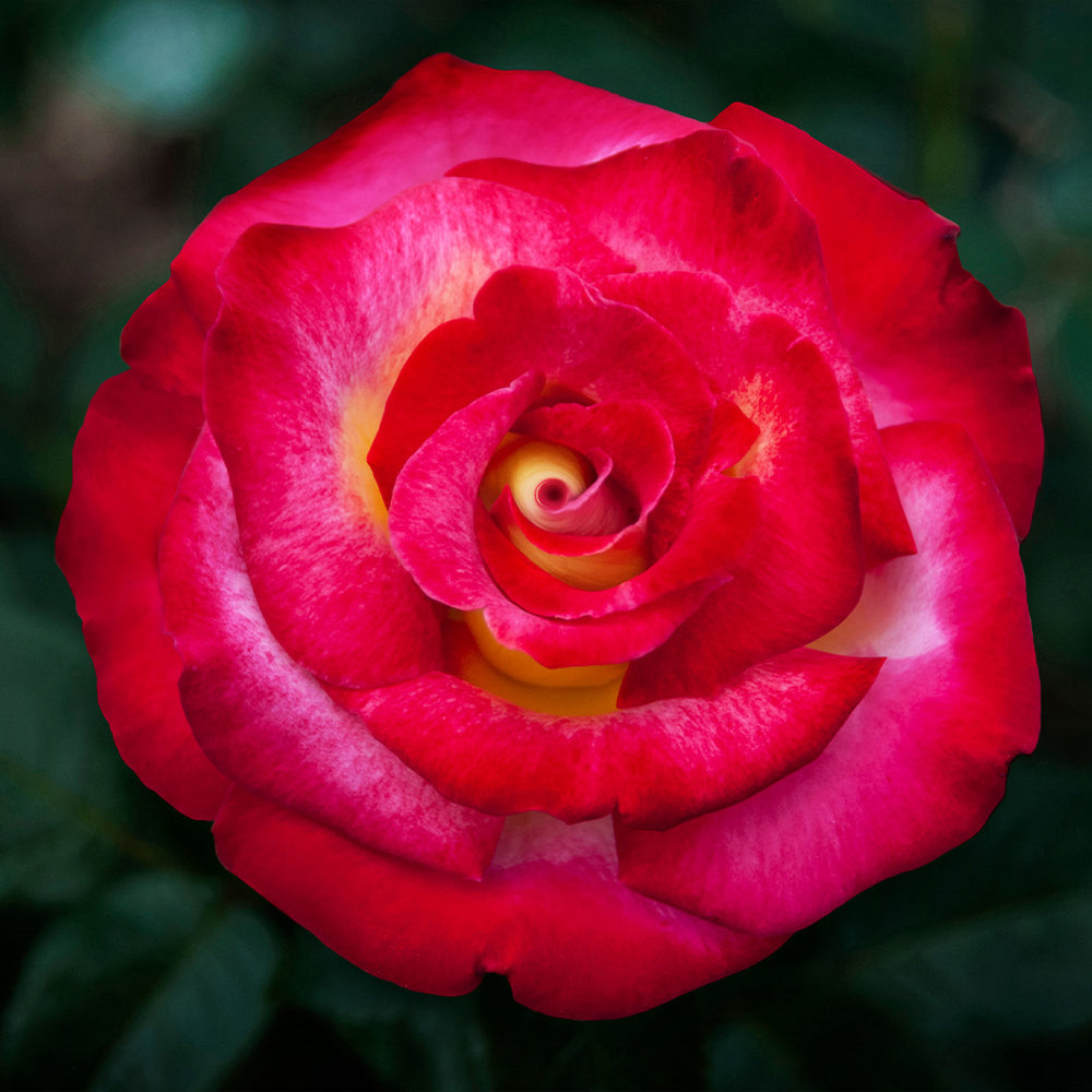 Dick Clark Rose Shrub