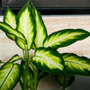 Camille Dieffenbachia Plant