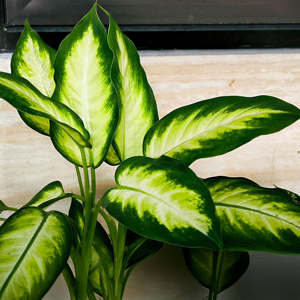 Camille Dieffenbachia Plant