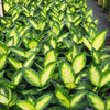 Camille Dieffenbachia Plant