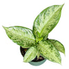 Tiki Dieffenbachia Plant