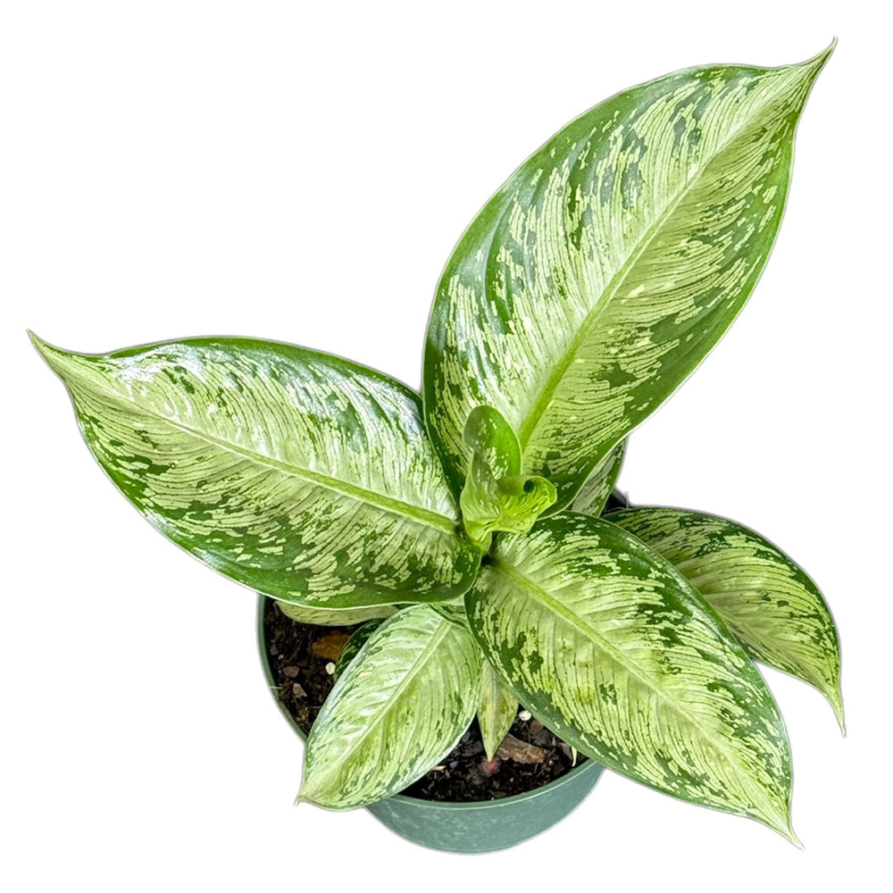 Tiki Dieffenbachia Plant