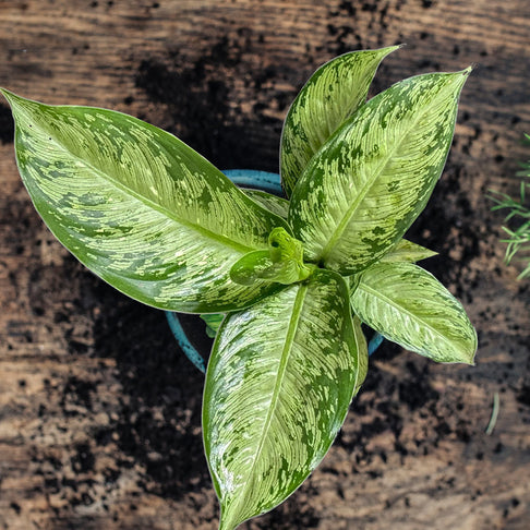 Tiki Dieffenbachia Plant