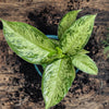 Tiki Dieffenbachia Plant