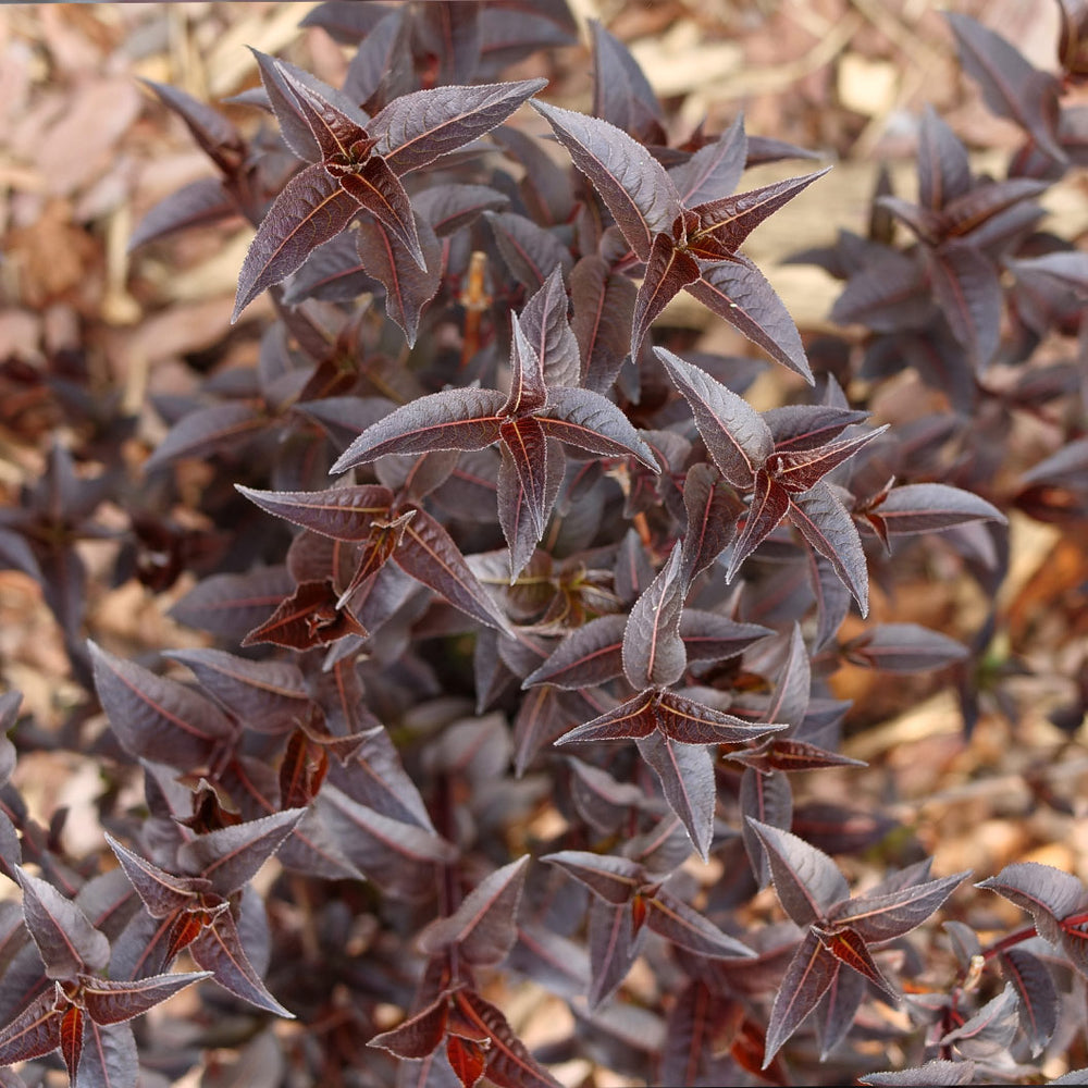 Proven Winners® Kodiak Jet Black Honeysuckle Shrub