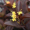 Proven Winners® Kodiak Jet Black Honeysuckle Shrub