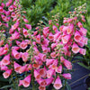 Digitalis Arctic Fox™ Rose Foxglove