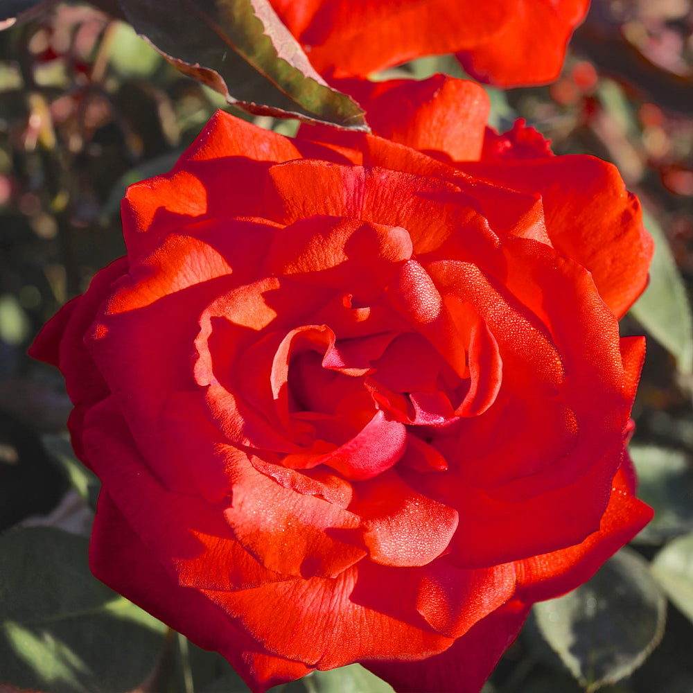 Dolly Parton Rose Bush