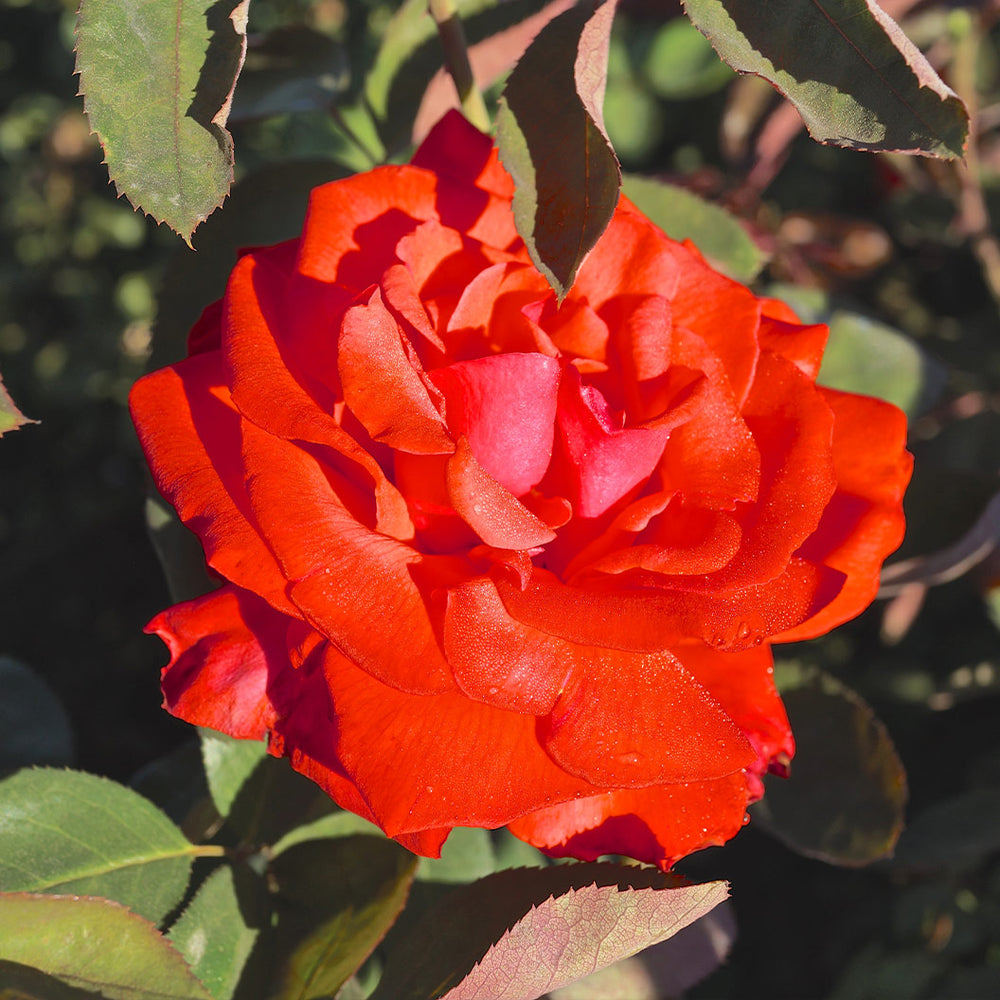 Dolly Parton Rose Bush