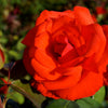 Dolly Parton Rose Bush