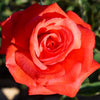 Dolly Parton Rose Bush