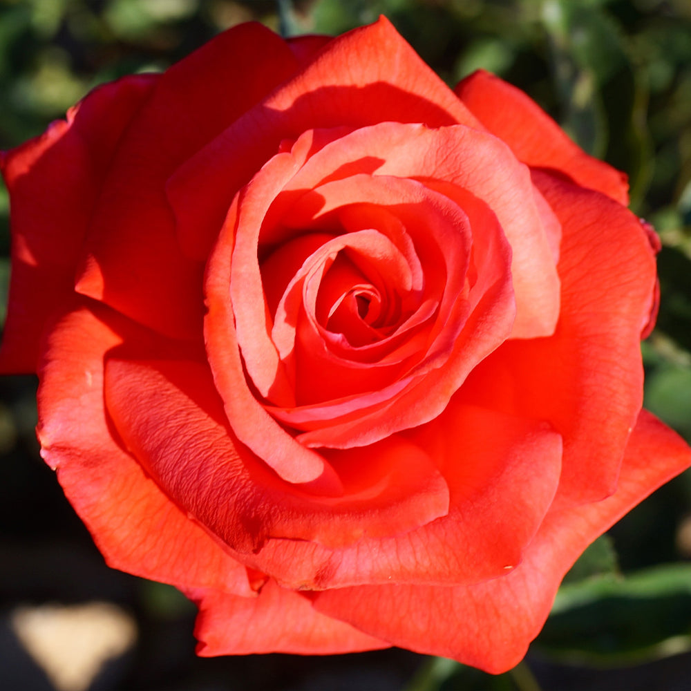 Dolly Parton Rose Bush