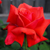 Dolly Parton Rose Bush