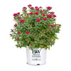 Proven Winners® Double Play Doozie® Spiraea