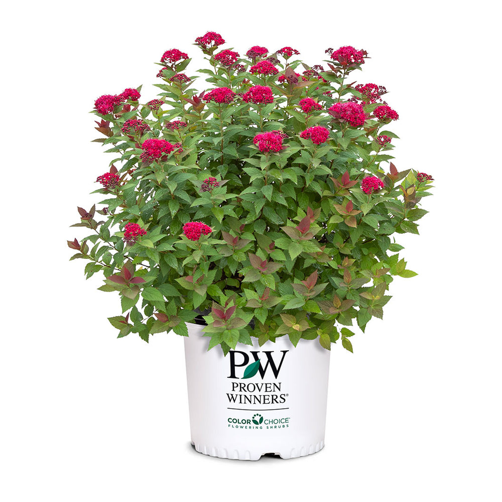 Proven Winners® Double Play Doozie® Spiraea