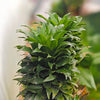 Janet Craig Dracaena Bush