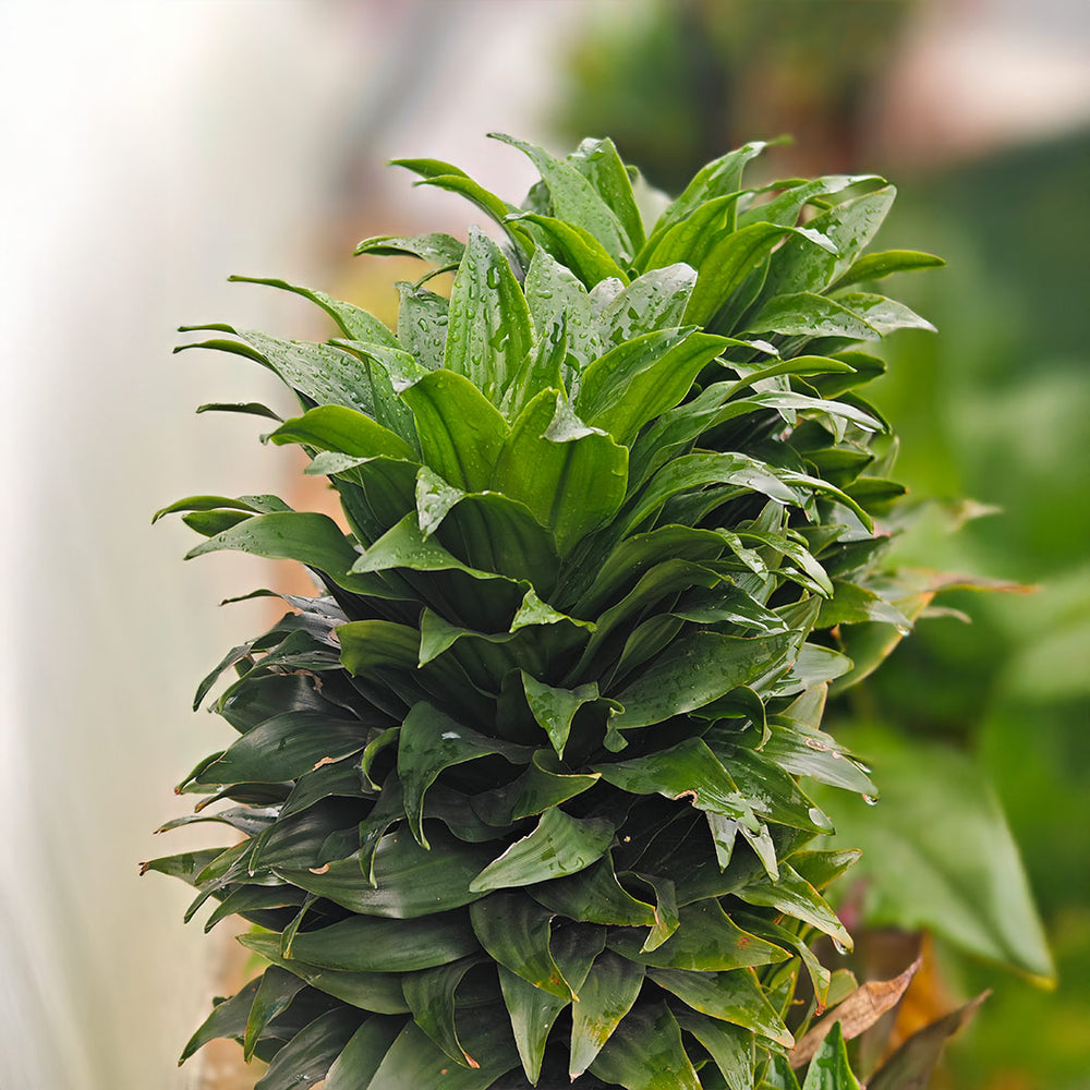Janet Craig Dracaena Bush