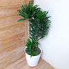 Janet Craig Dracaena Bush