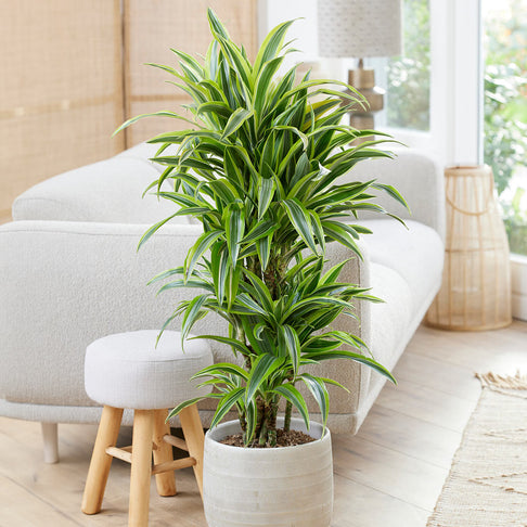 Warneckii Lemon Lime Dracaena