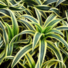 Warneckii Lemon Lime Dracaena