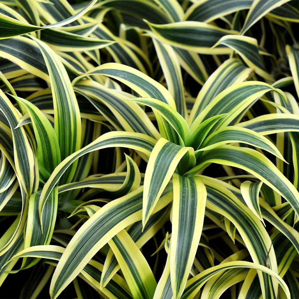Warneckii Lemon Lime Dracaena